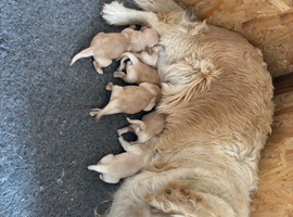 Gorgeous goldens