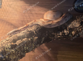 Boa and vivarium