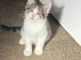 Beautiful Female Kitten.
