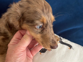 chocolate dapple boy mini long haired dachshund