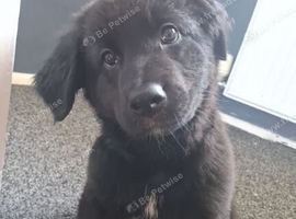 Female bitch German Shepherd &times; Labradore puppy