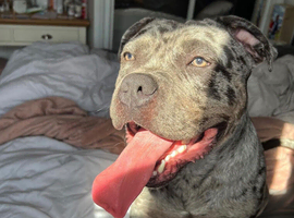 Ghost &ndash; Seeking a Loving Forever Home