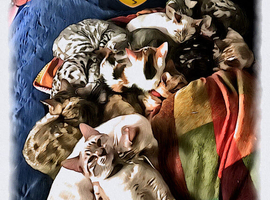 Bengal Cats & Kittens Looking for Purrfect Forever Homes &ndash; Dorset Rescue Cats