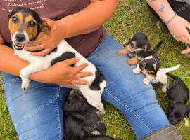 Jackapoo puppies