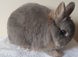 Young Opal Netherland Dwarf