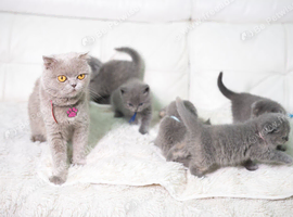 Scottish fold kittens