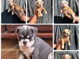 6 olde English bulldog