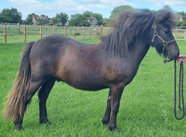 Top quality Sharptor bred yearling gelding