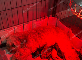 Cockalierpoo Puppies