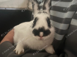Alan the rabbit