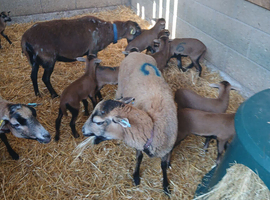 Cameroon hair sheep