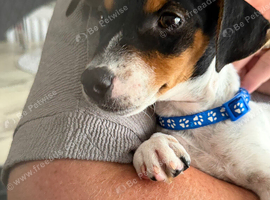 Jack Russell puppies