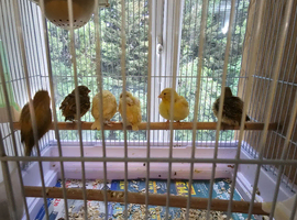 Beautiful Young Canaries For Sale