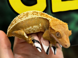 Female tangerine crested gecko