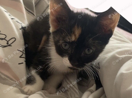 Baby female kitten