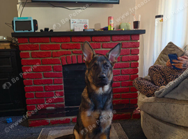 German shepherd 4 months old male