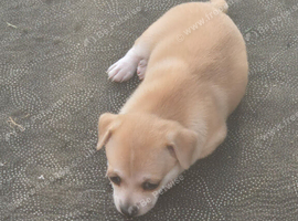 Chiwawas puppies ready to go