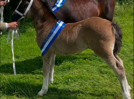 Registered welsh sec c mare in foal