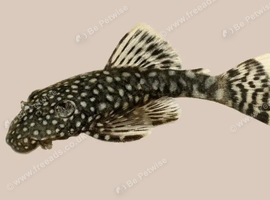 FREE Baby Bristlenose Plecos