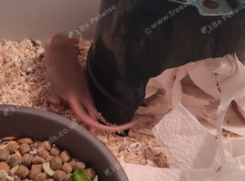8 hand reared baby rats