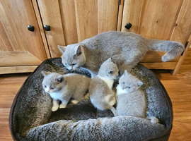 British shorthair kittens