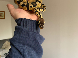 Royal python