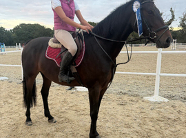 15.2h 7 year old Irish  sport  horse mare alrounder