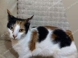 Female cat looking for loving home