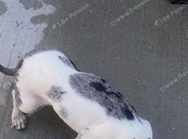 Mini Dachshund