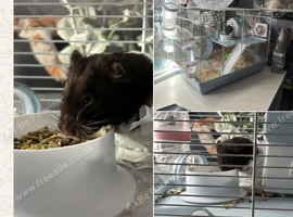 Hamster for rehome