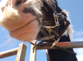 I'm looking for a cheap first horse for my daughter she is 12 yrs old don't really care what breed she dose jumping I don't have any knowledge of hors
