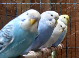 Baby budgies for sale