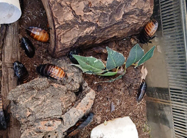 Hissing cockroaches