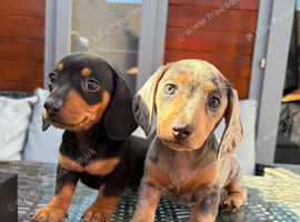 Lovely Well Bred Dachshund Puppies Ready 18th July 2026