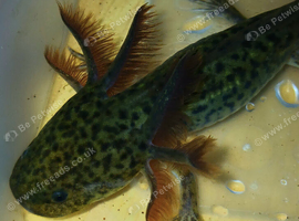 Juvenile Axolts
