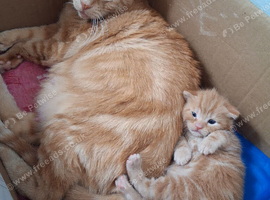 Beautiful Boy kitten