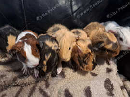 Beautiful baby guinea pigs for sale
