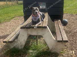 Staffy x puppies for sale