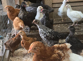 Mixed chickens