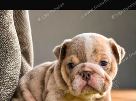 Kc top bloodline British bulldogs