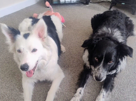7 border collie puppies for sale