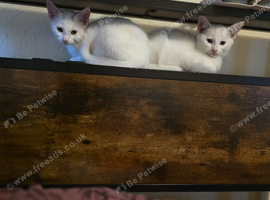 Cute kittens