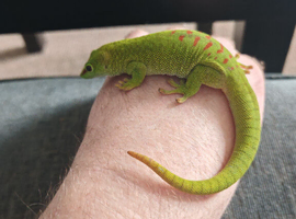 Giant Madagascar day gecko full setup