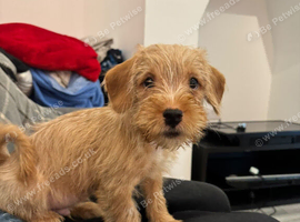 Cavapoo &times; Terrier cross