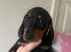 Dachshund Puppies