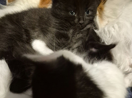 Kitens