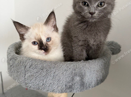 Half ragdoll half Tom cat