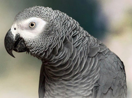 Wanted pairAfrican gray close rung and dna