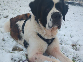 4 year old male