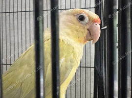 Baby hand reared conures